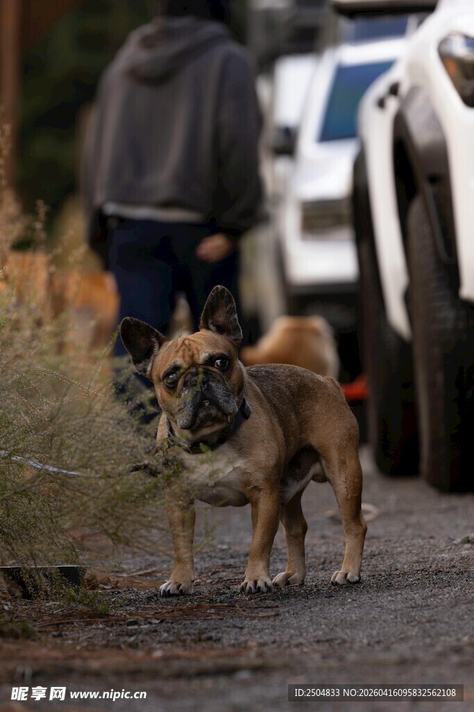 路边小狗与行人同框