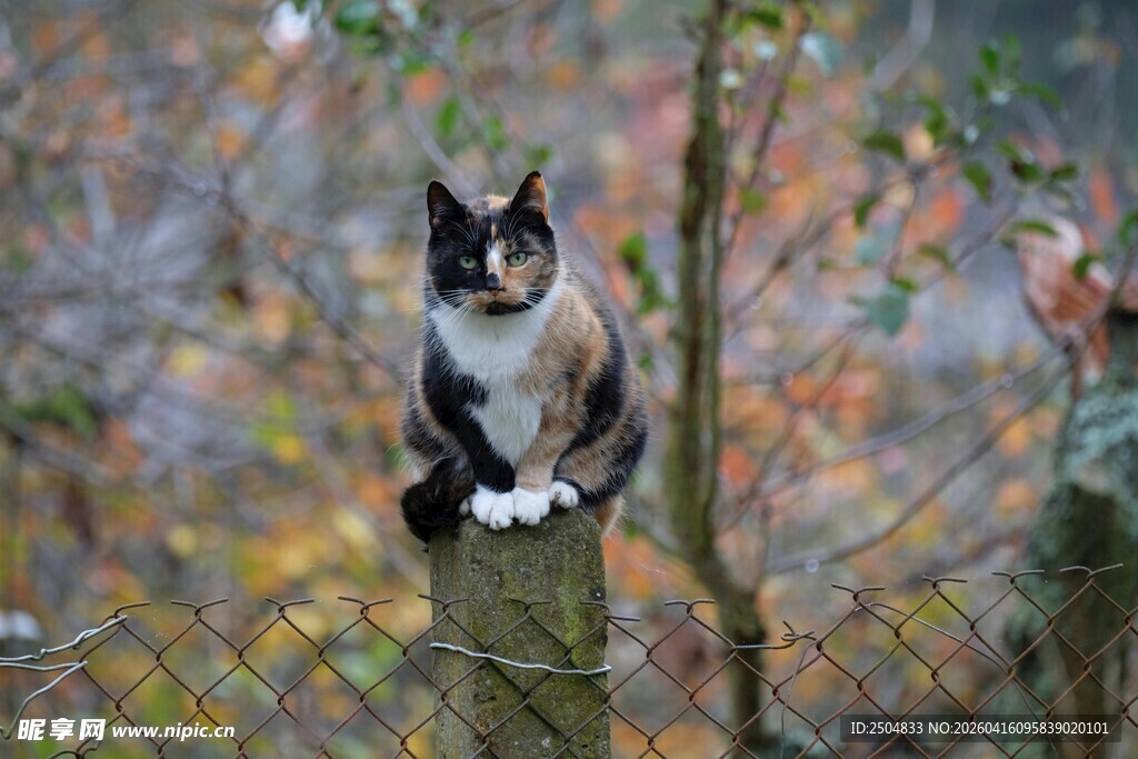 树上的黑白猫咪