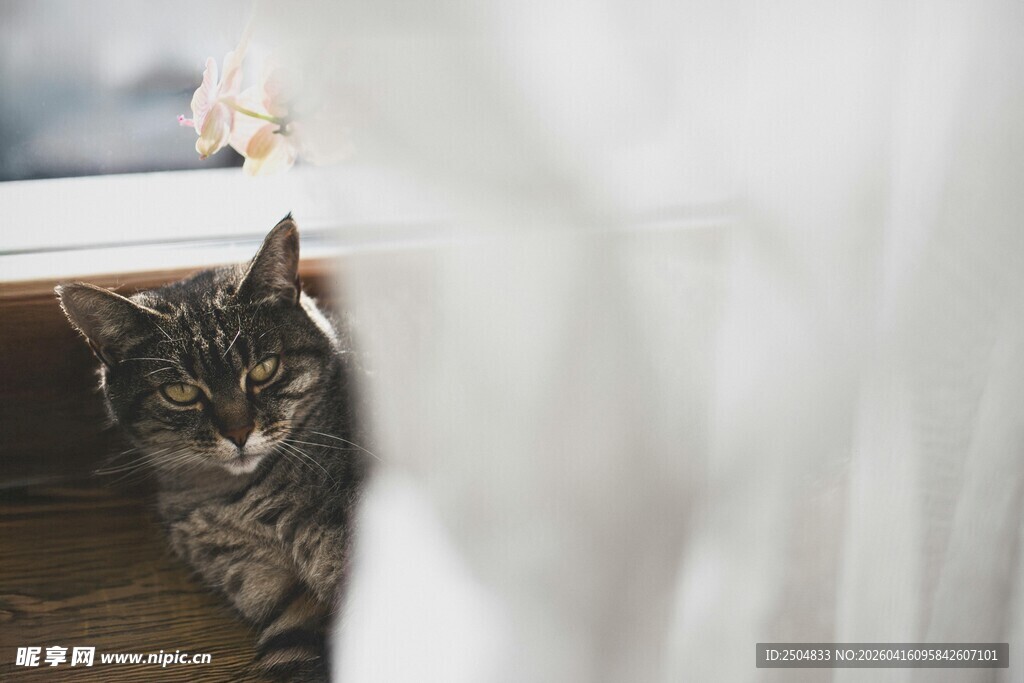 躲在窗帘后的可爱猫咪