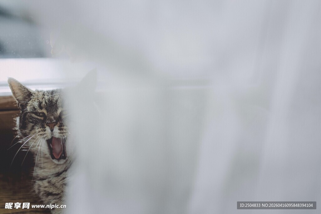 猫咪躲在布后张望