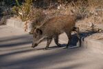 路上的野猪