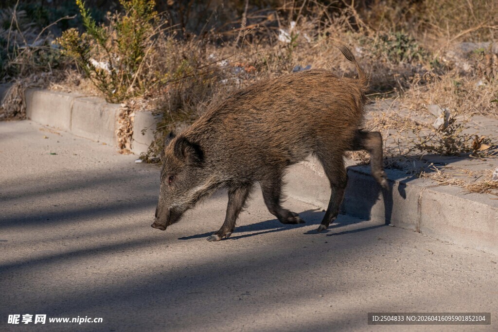 路上的野猪