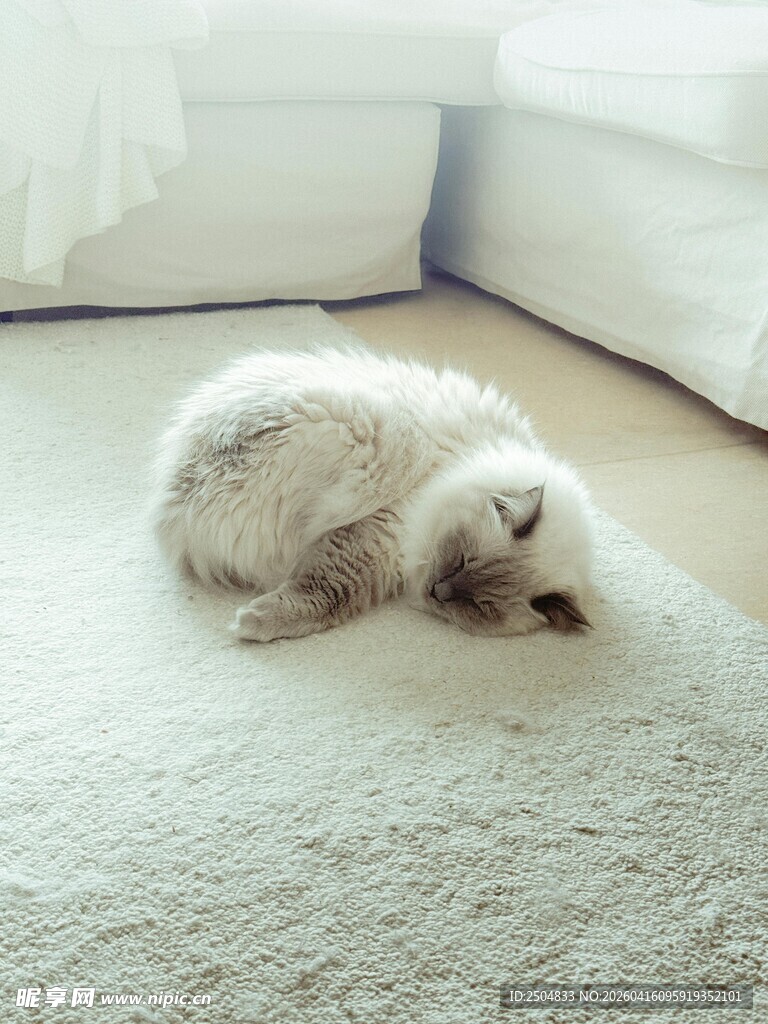 熟睡的毛茸茸猫咪