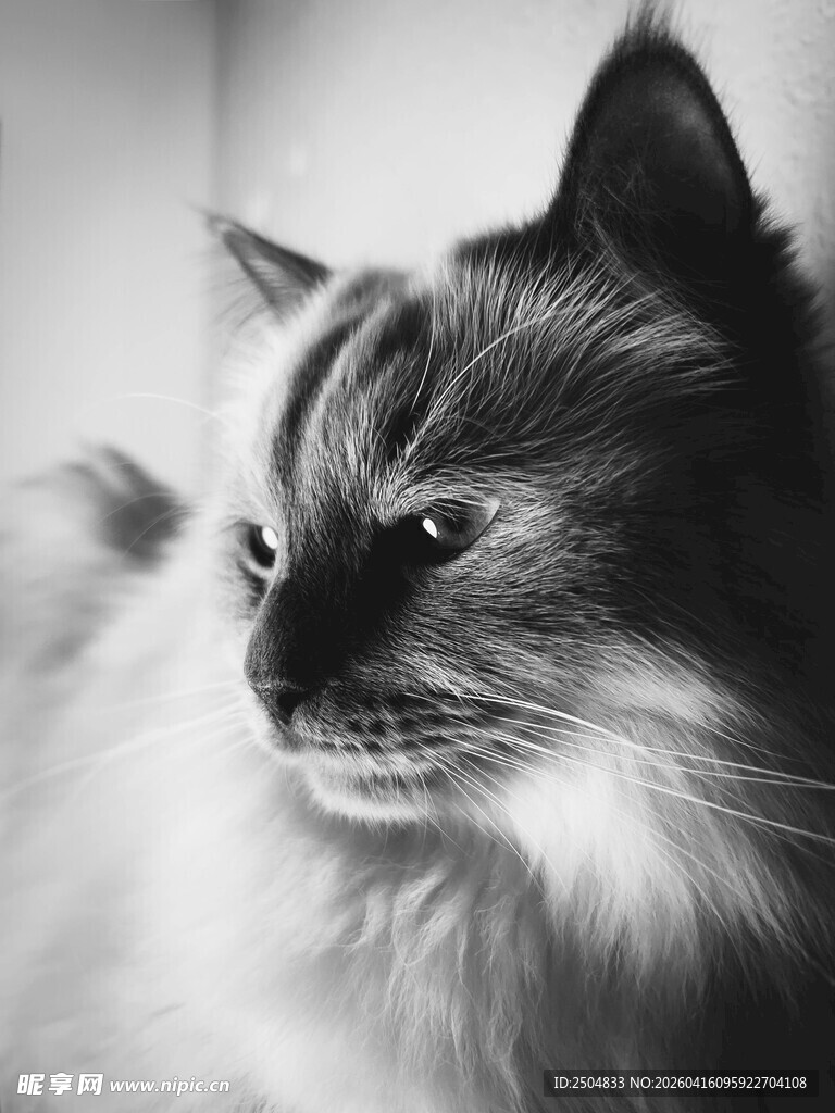 长毛猫侧颜特写