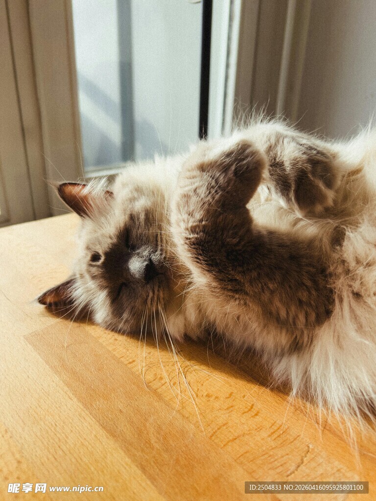 猫咪惬意躺桌展慵懒姿态