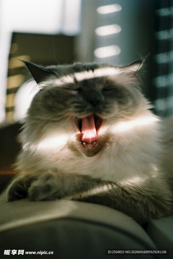 猫咪打哈欠瞬间