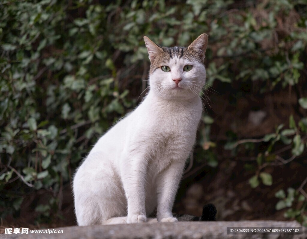 白棕猫咪静立于绿植前