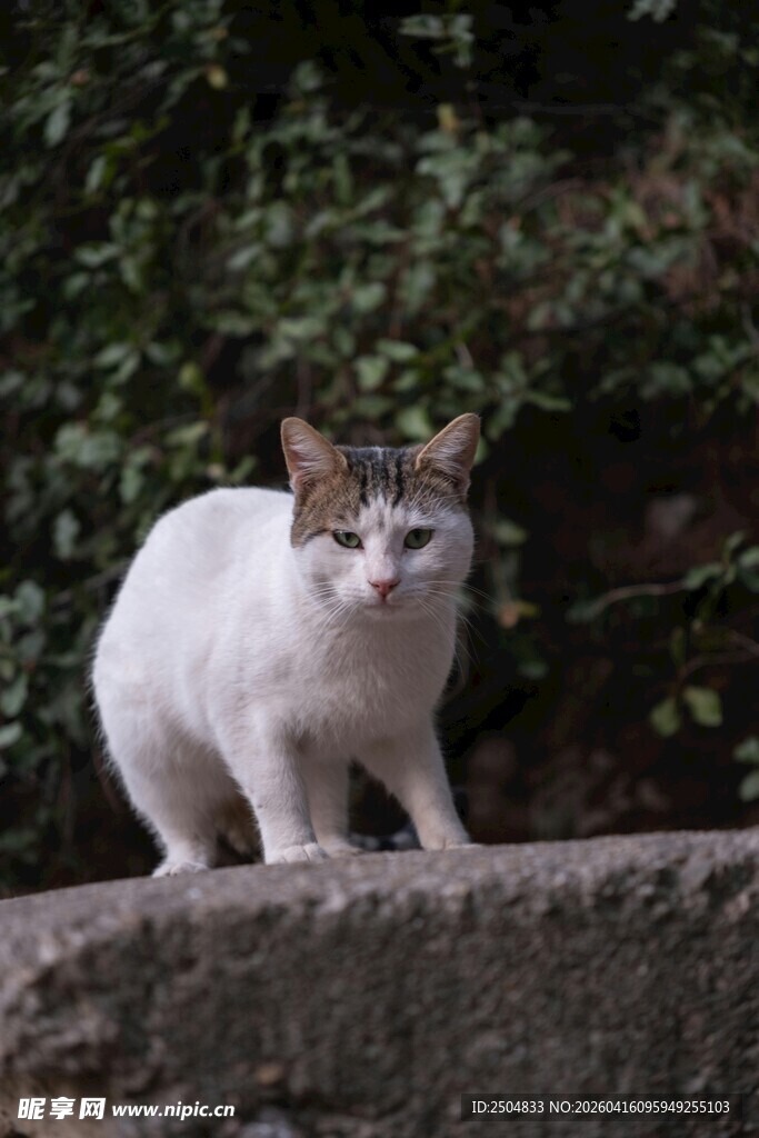 石上蹲坐的可爱猫咪