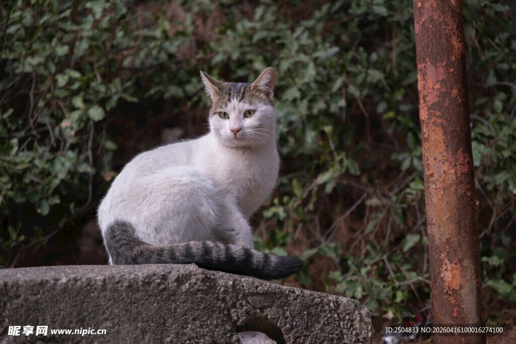石上白猫 静享自然时光