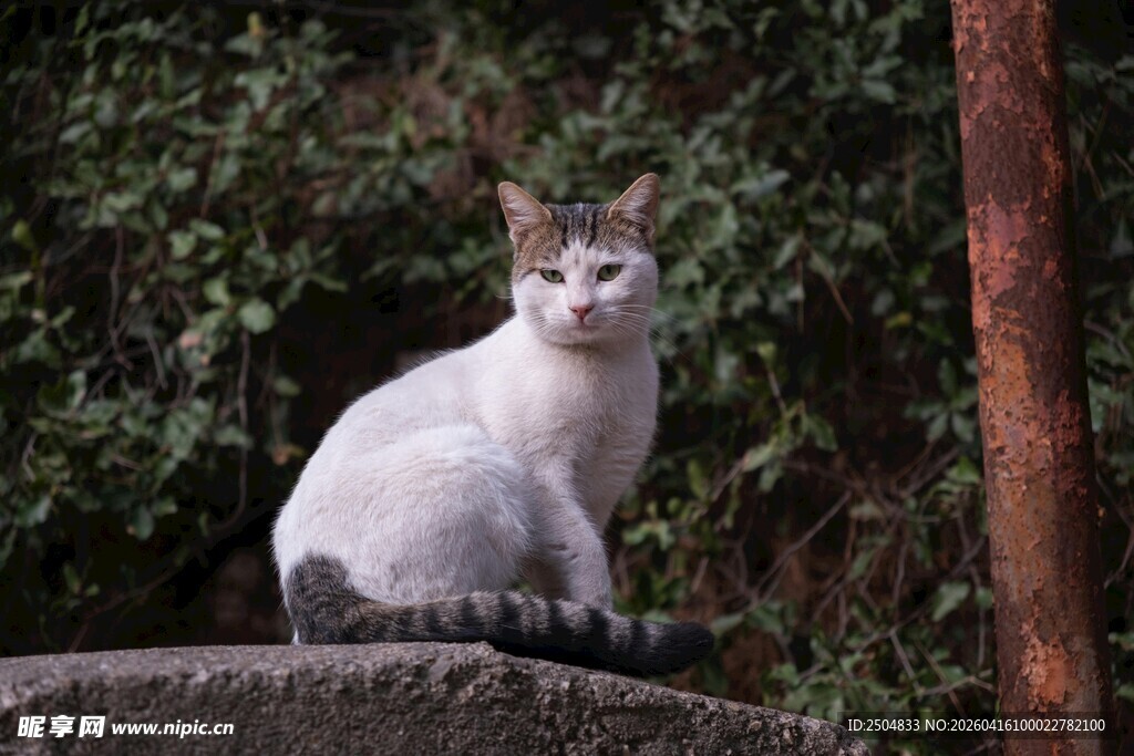 石上白猫 静享自然时光