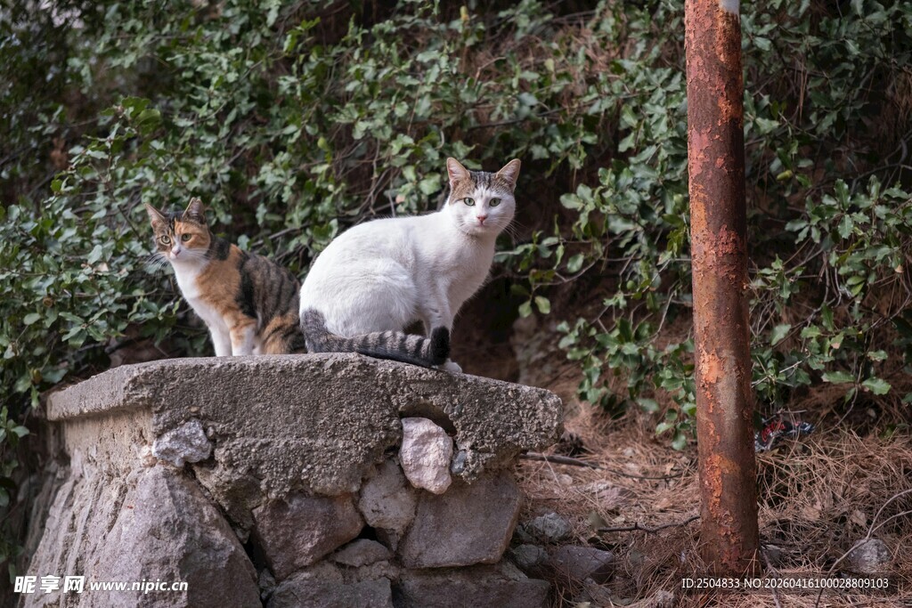 石台上的两只猫咪