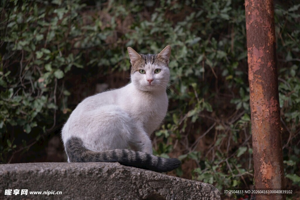 石上白灰猫
