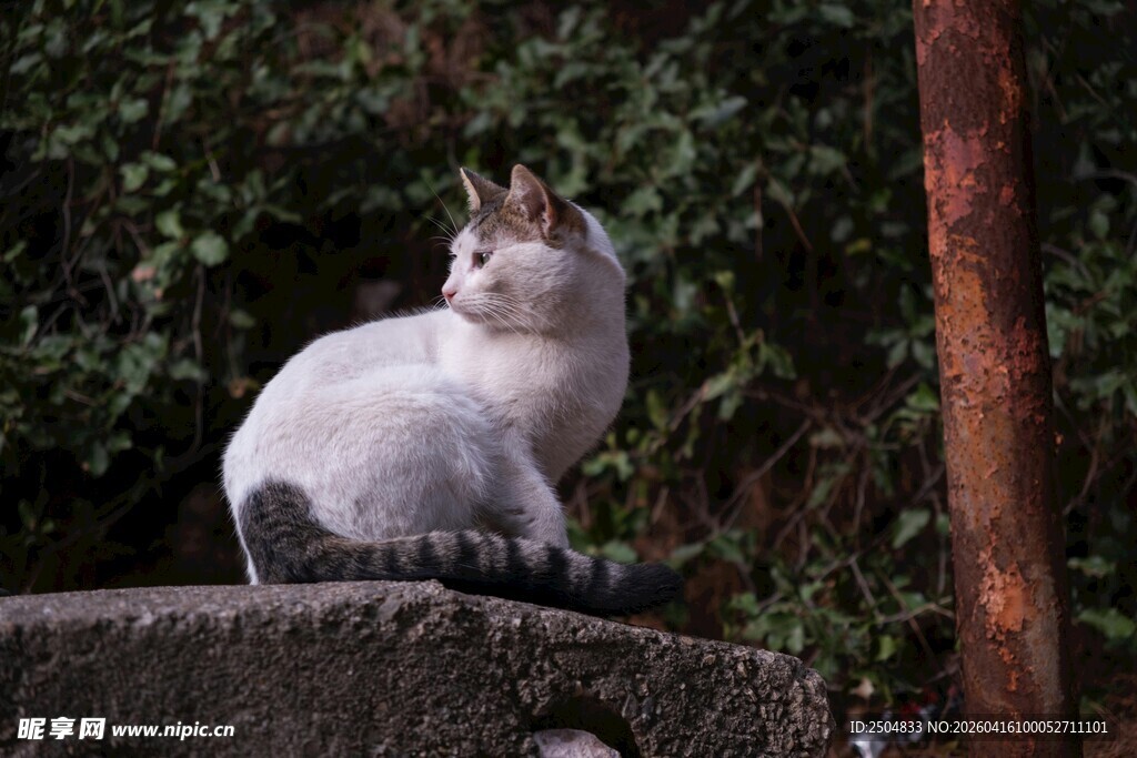 石上休憩的可爱猫咪
