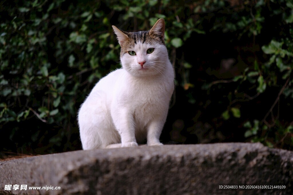 岩石上的可爱猫咪