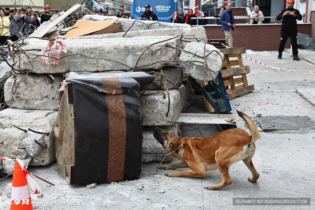 街头小狗嗅探旧家具