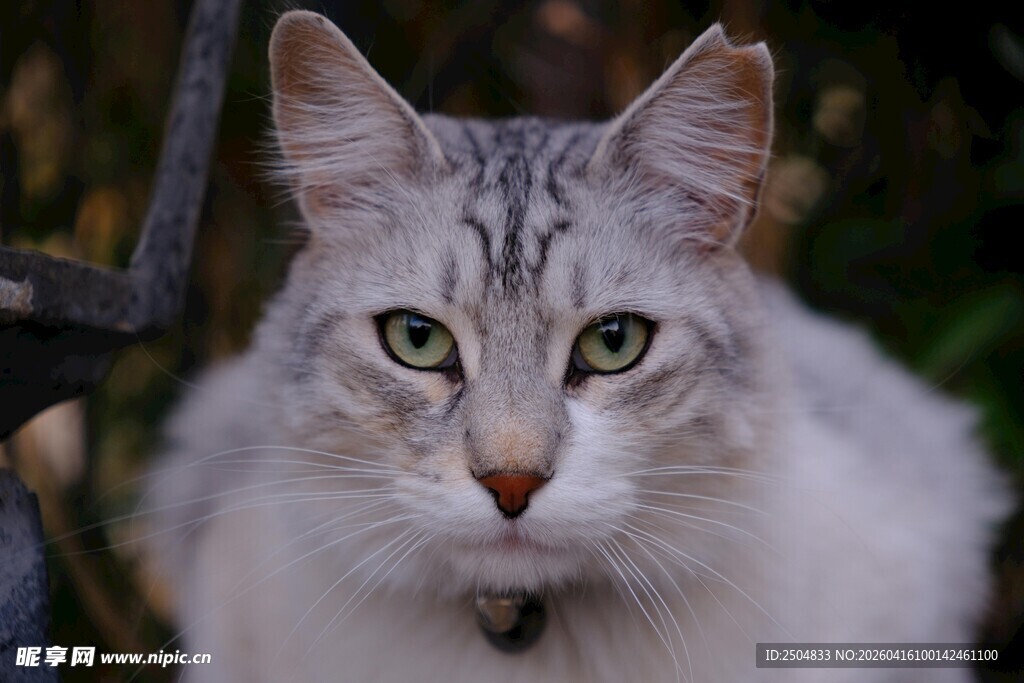 灰白条纹猫特写