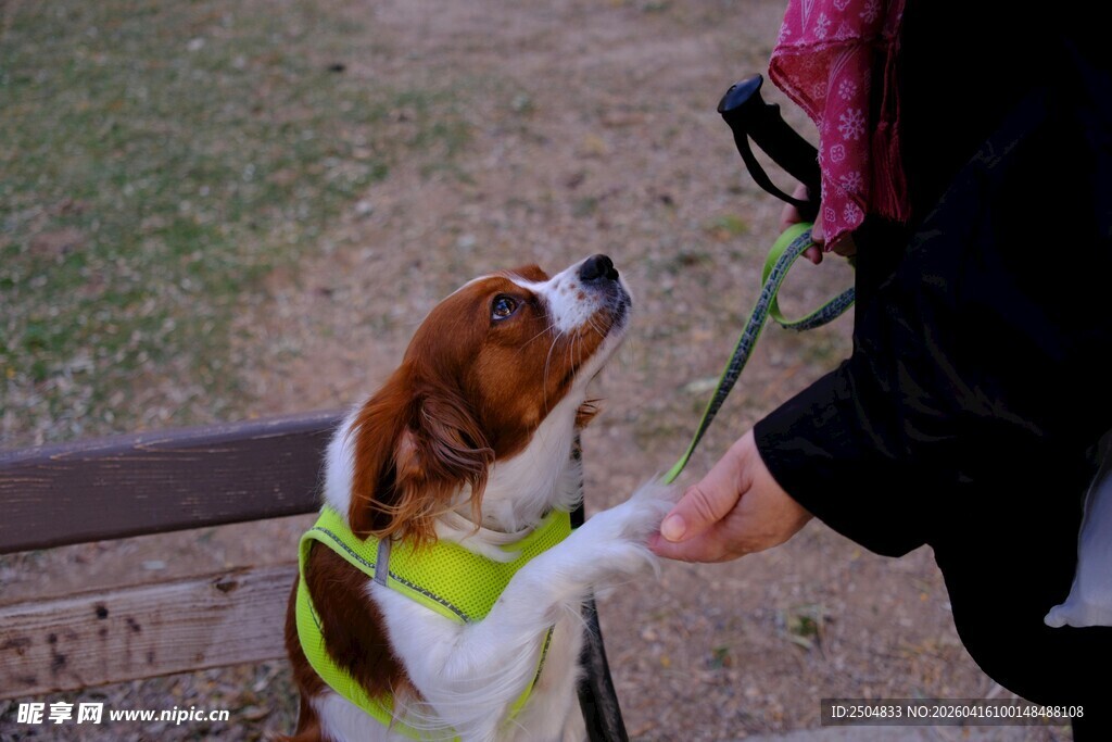 小狗与人互动超可爱