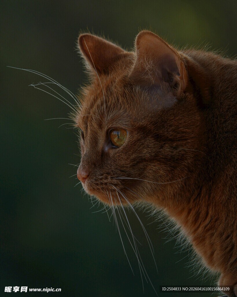 橘猫侧颜特写