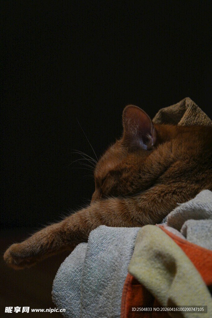 橘猫慵懒躺卧在衣物上