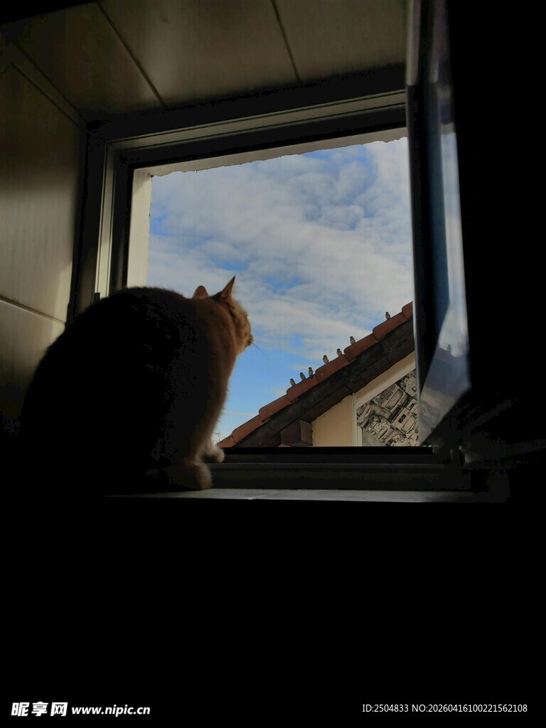 猫咪窗边望蓝天