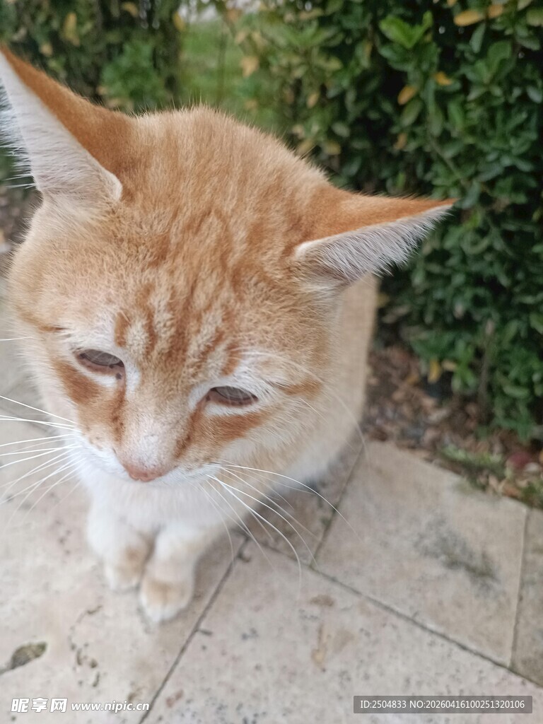 橘猫蹲坐 眼神慵懒