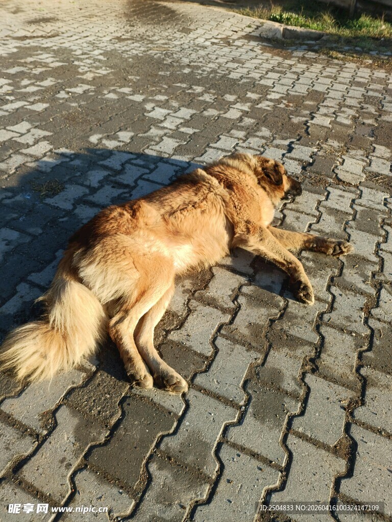 阳光下休憩的金毛犬
