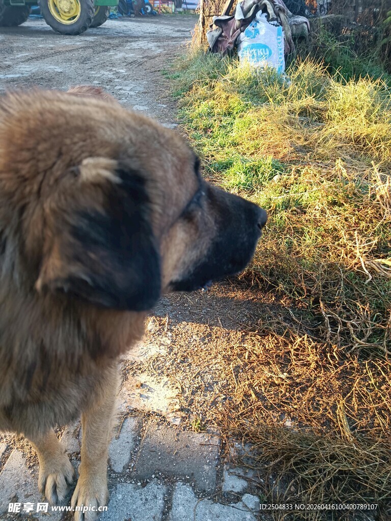 路边的棕色大狗