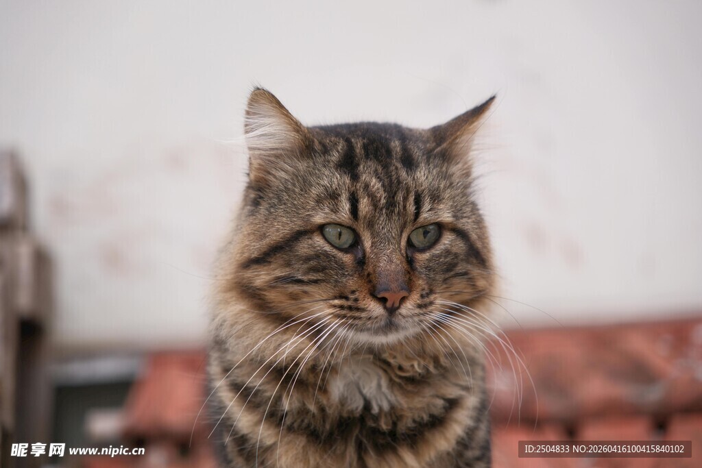 户外的斑纹猫咪