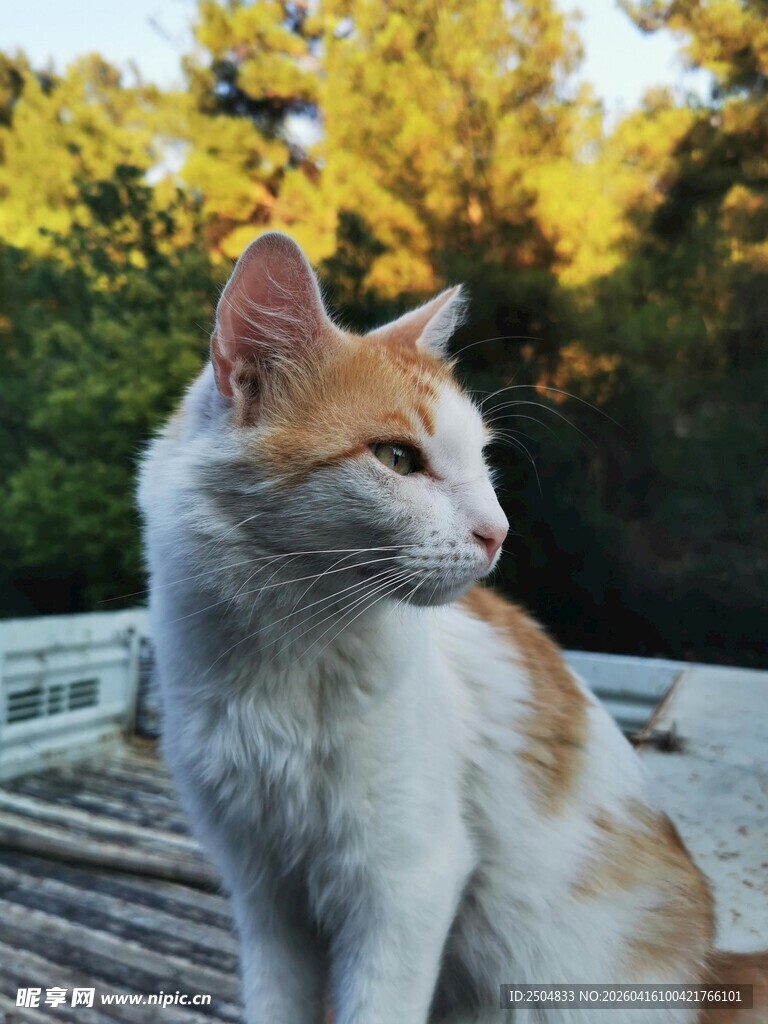 阳光下的猫咪