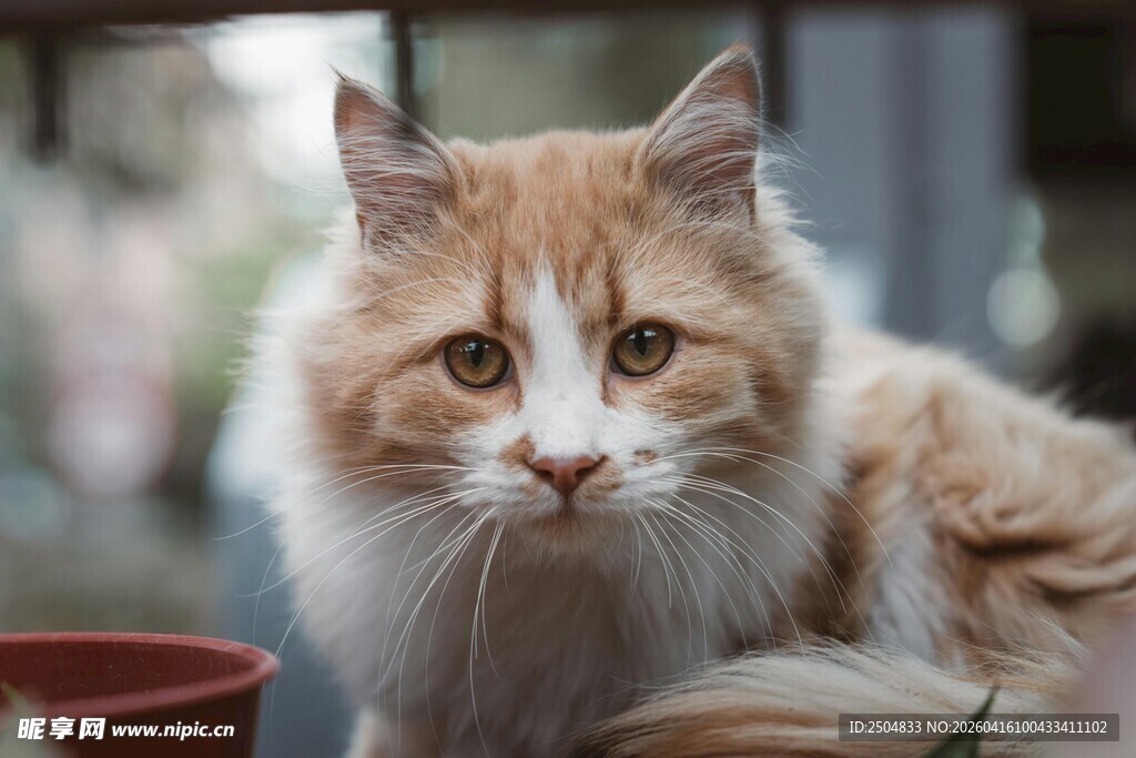 可爱长毛橘猫的迷人瞬间