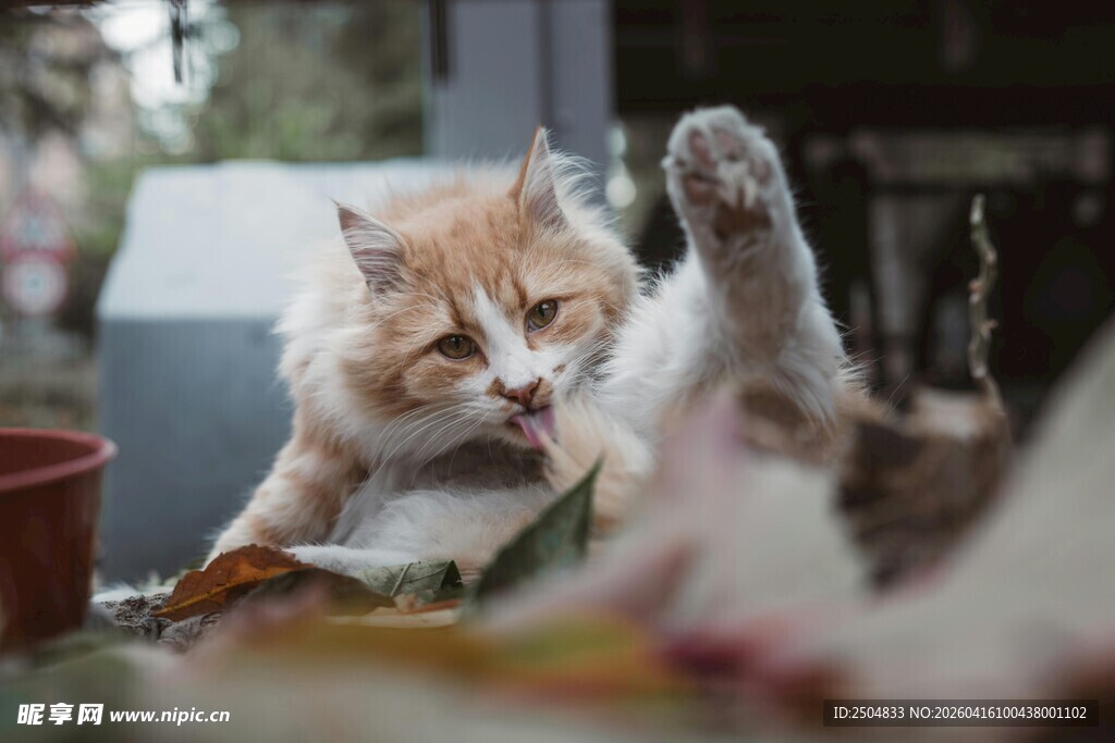 猫咪伸爪互动瞬间