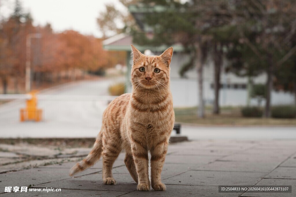 户外漫步的橘猫