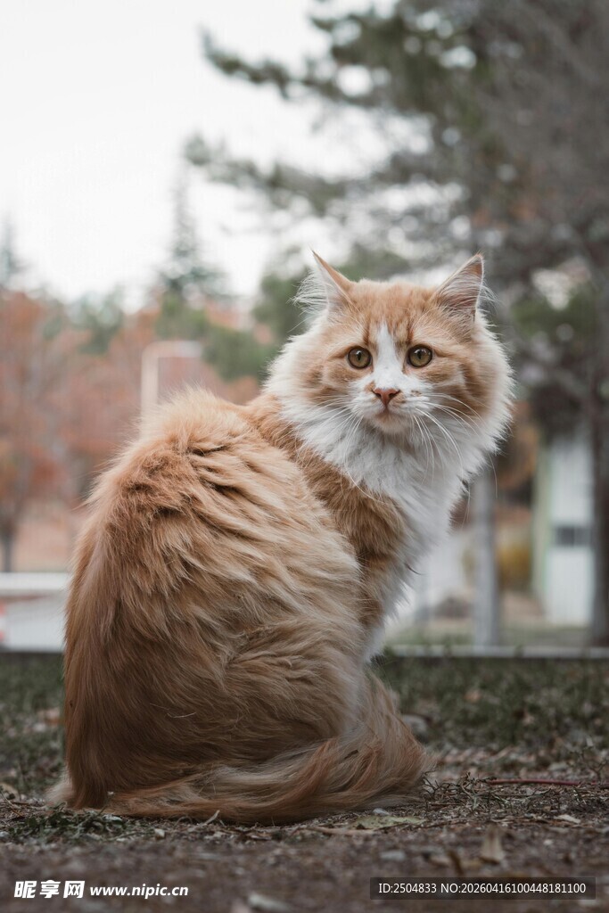 橘色长毛猫户外惬意模样