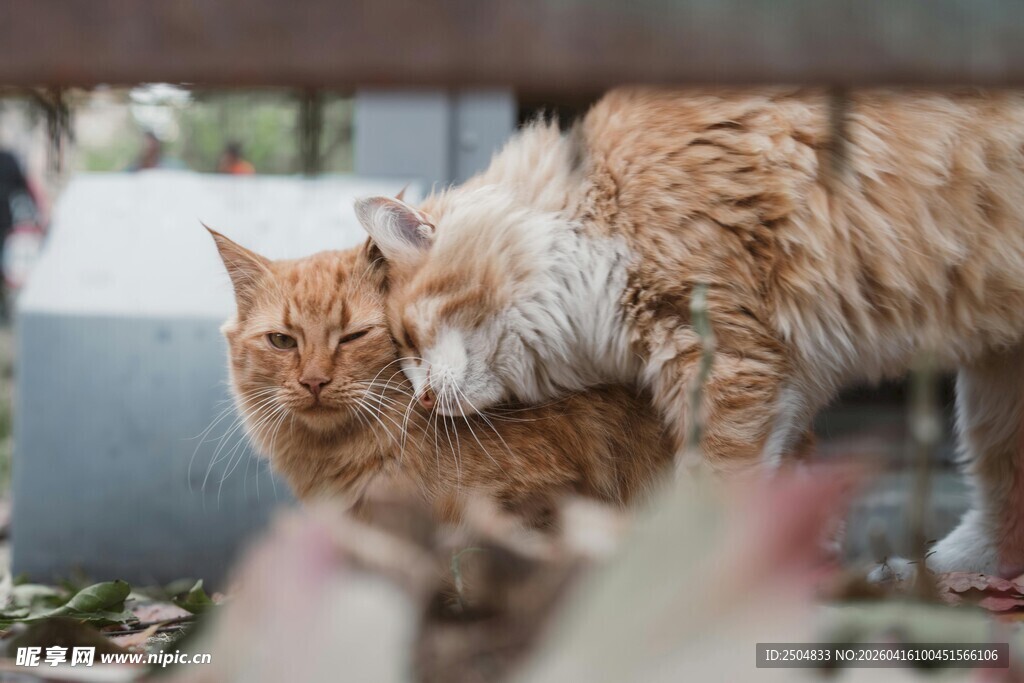 两只猫咪依偎在一起