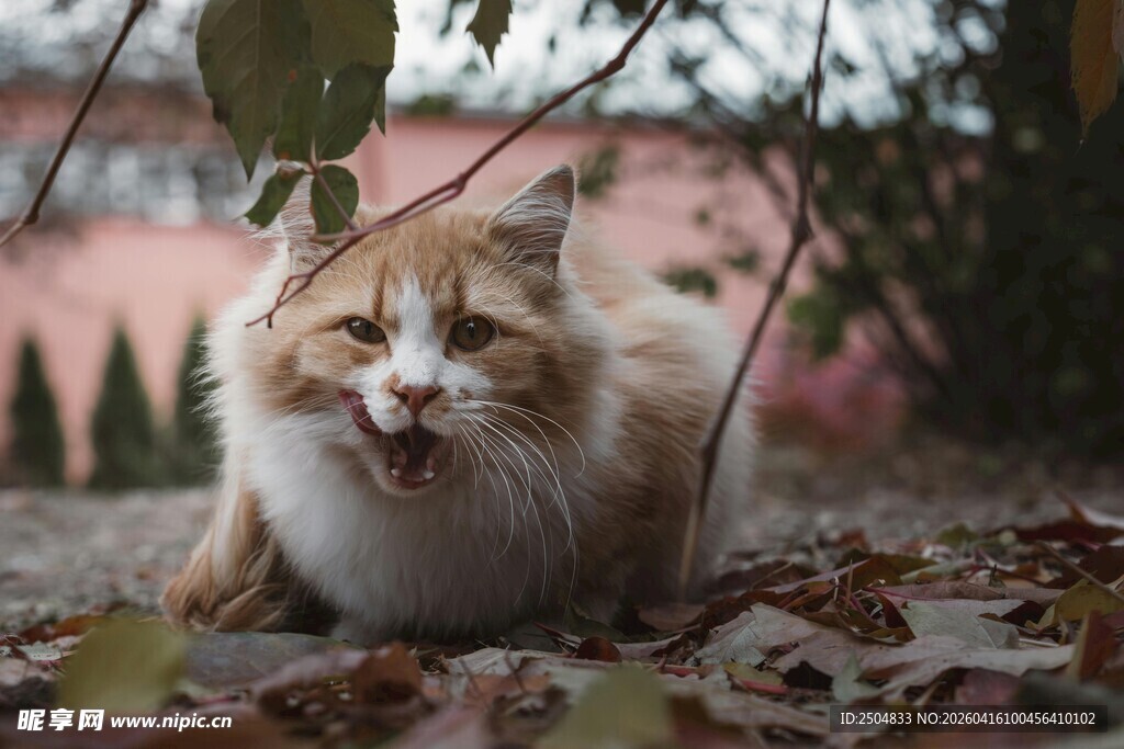 张嘴的长毛猫在落叶中