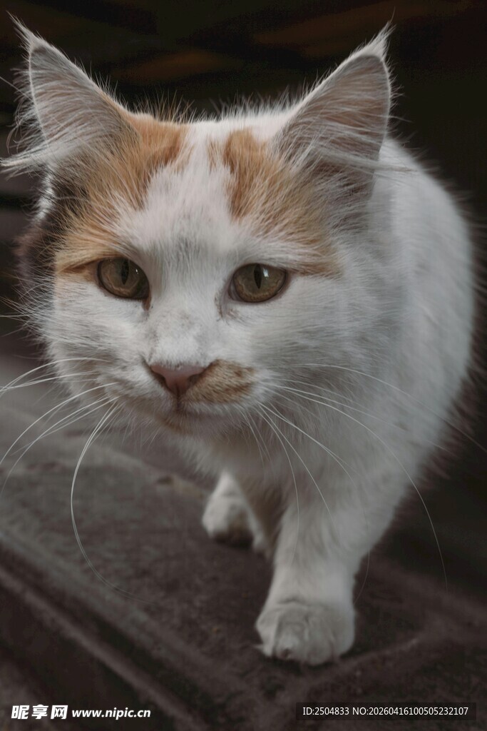 三色小猫行走瞬间