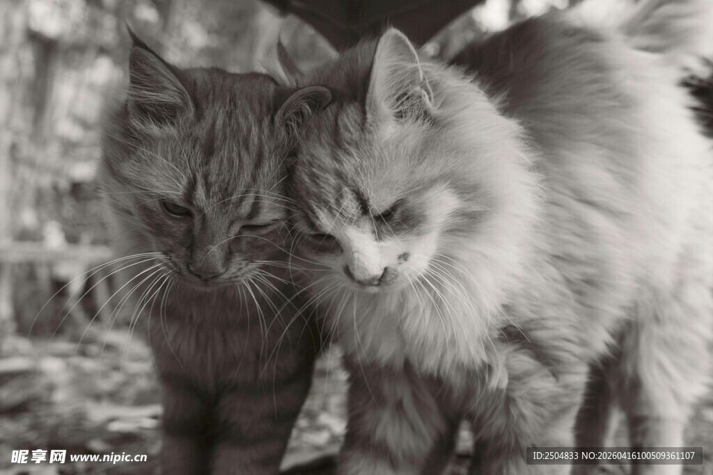 两只依偎的长毛猫咪