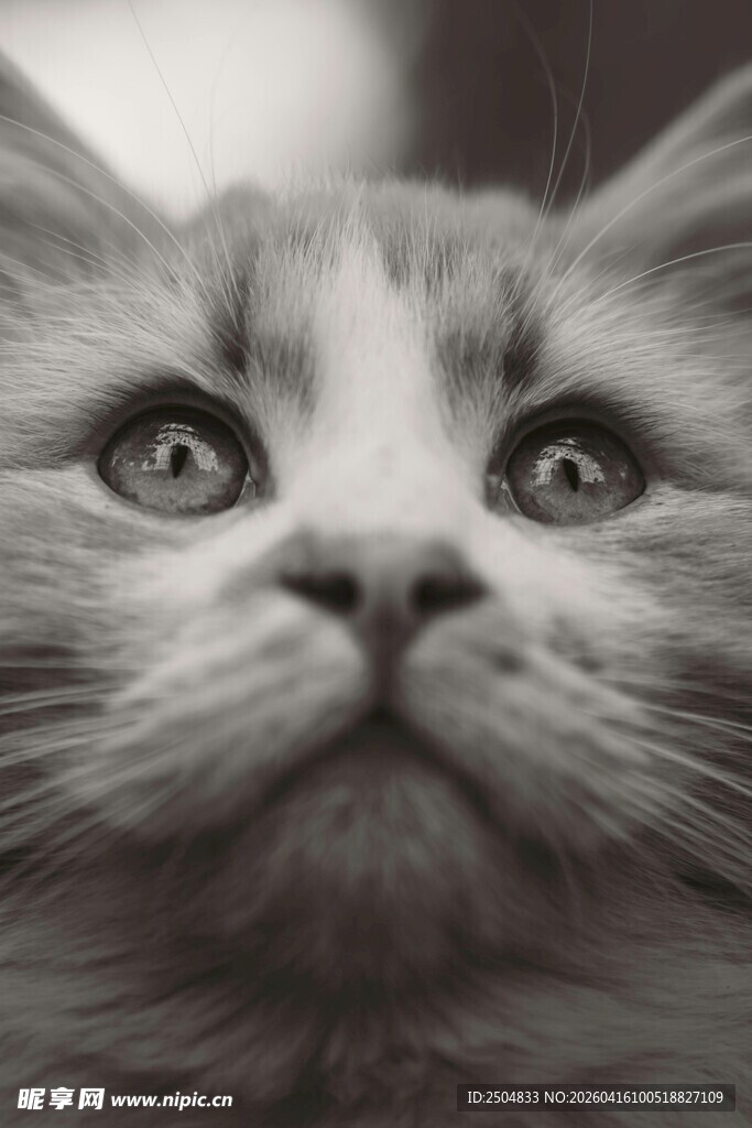 仰望的可爱猫咪