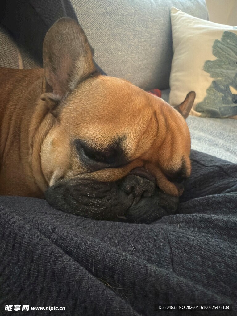 酣睡的法国斗牛犬