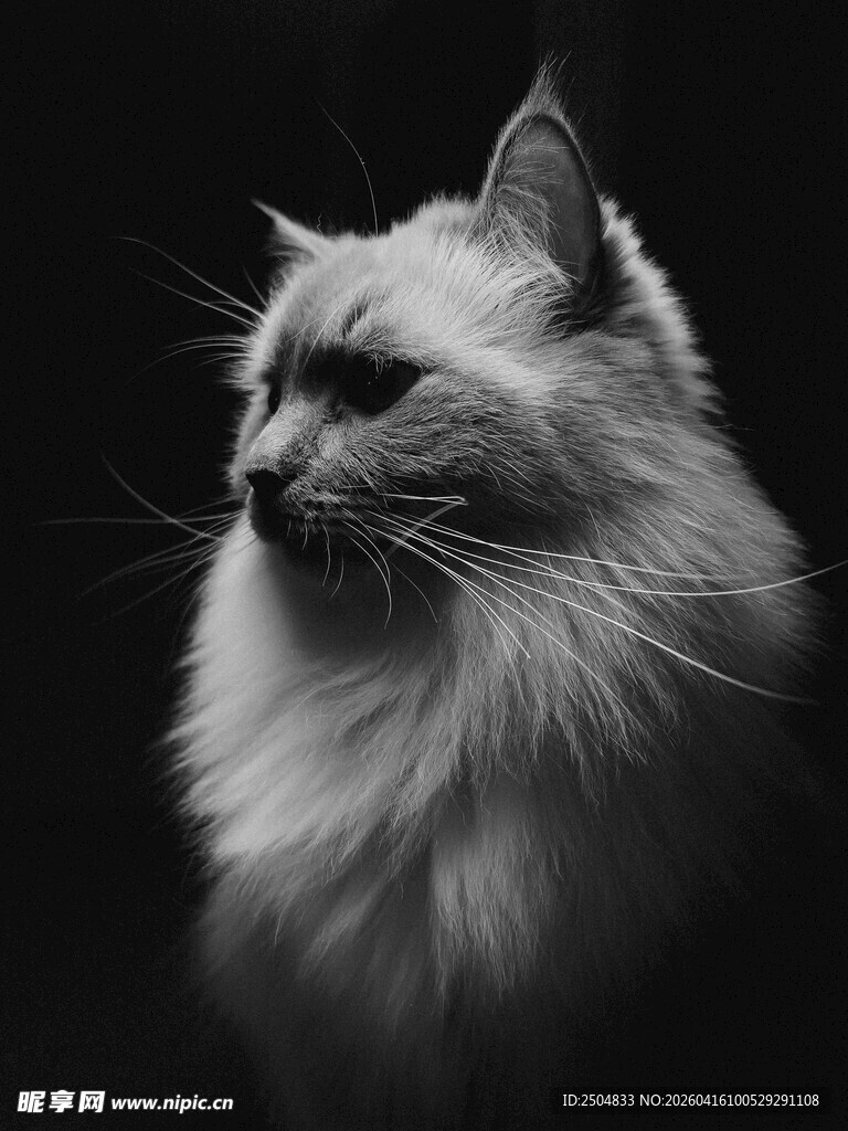 黑白长毛猫的优雅侧影