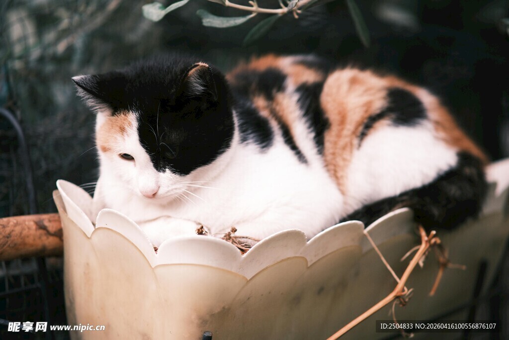 三色猫咪蜷卧在容器中