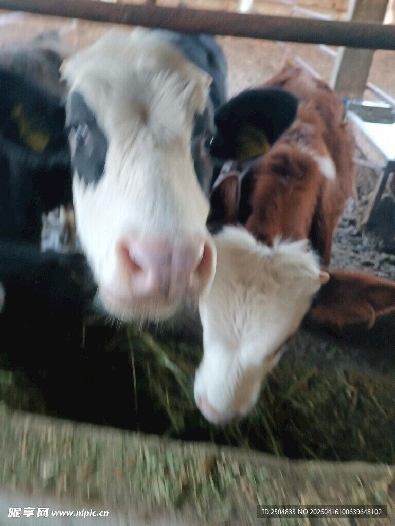 可爱牛群进食瞬间