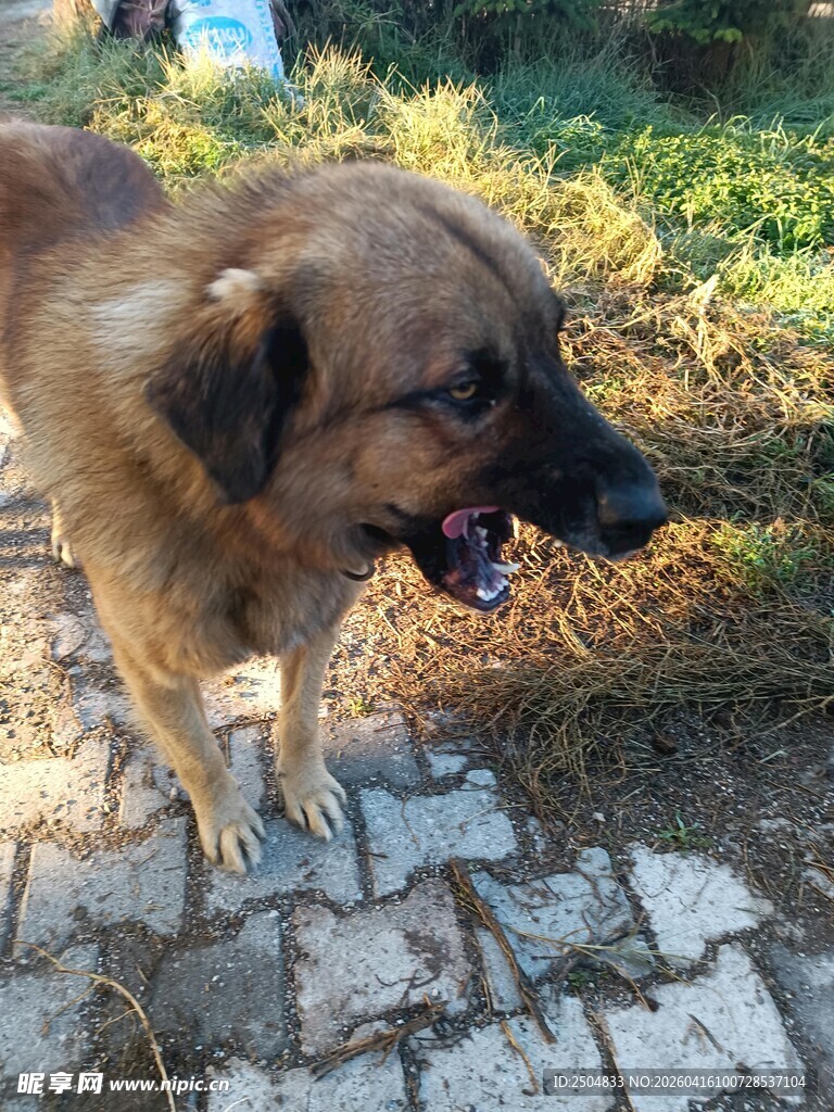 石径上的可爱狗狗