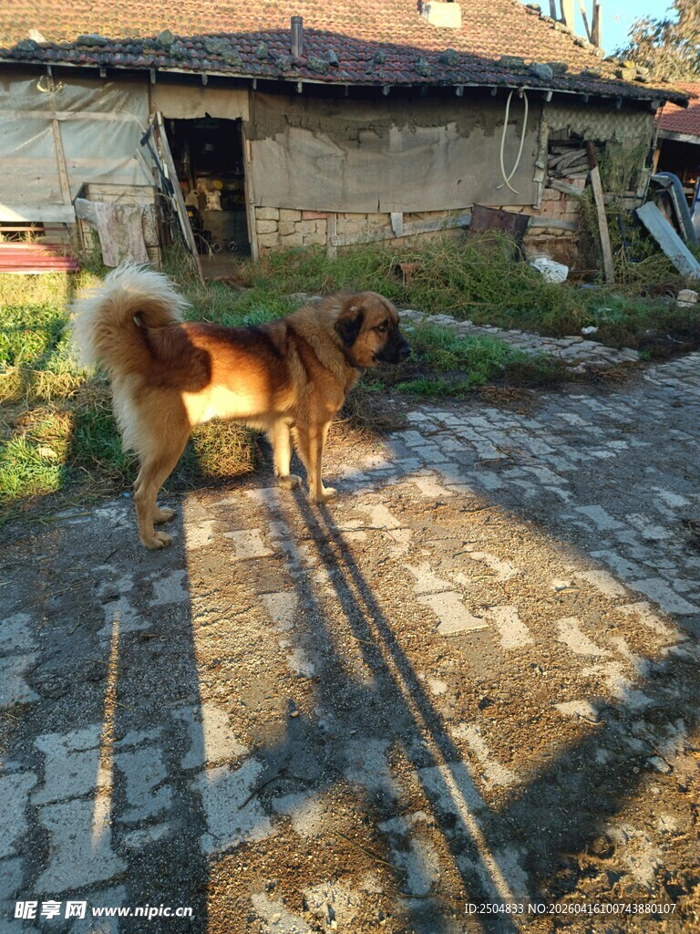 阳光下的田园小狗