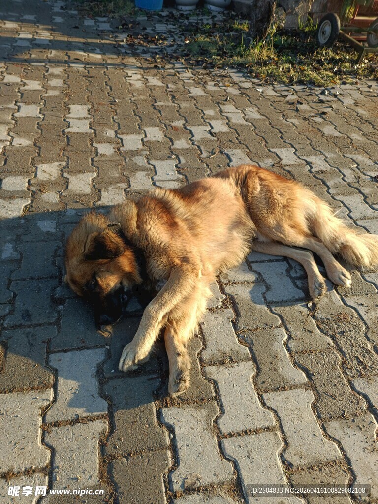 阳光下酣睡的金毛犬