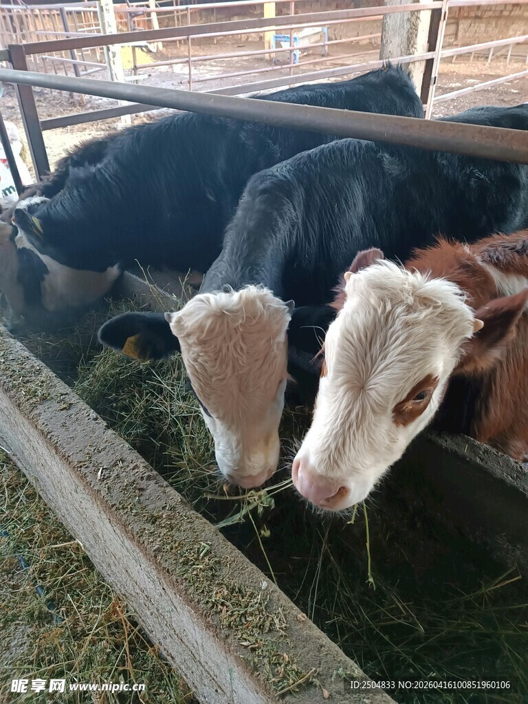 牛群进食场景