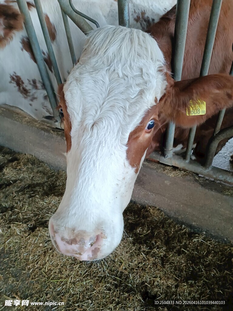 奶牛探头进食