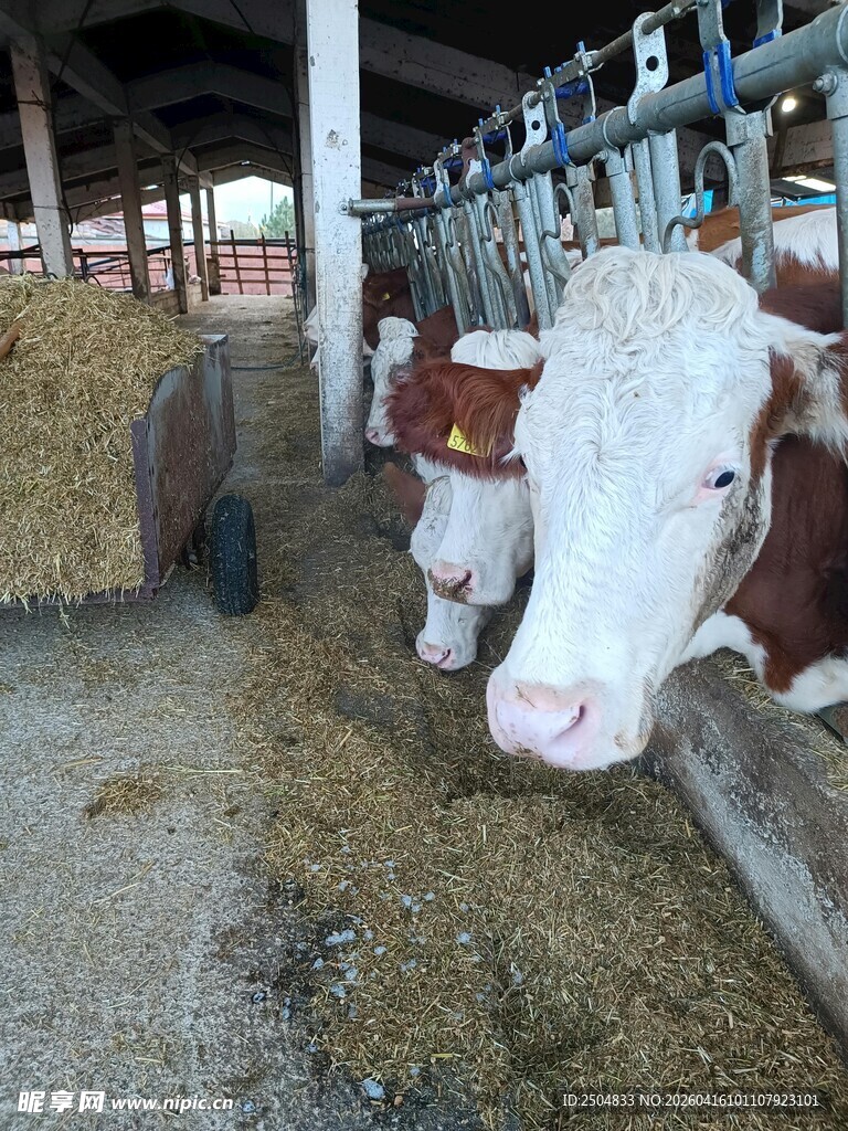 牛舍中的奶牛