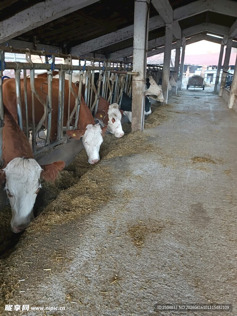 牛舍内牛群进食场景
