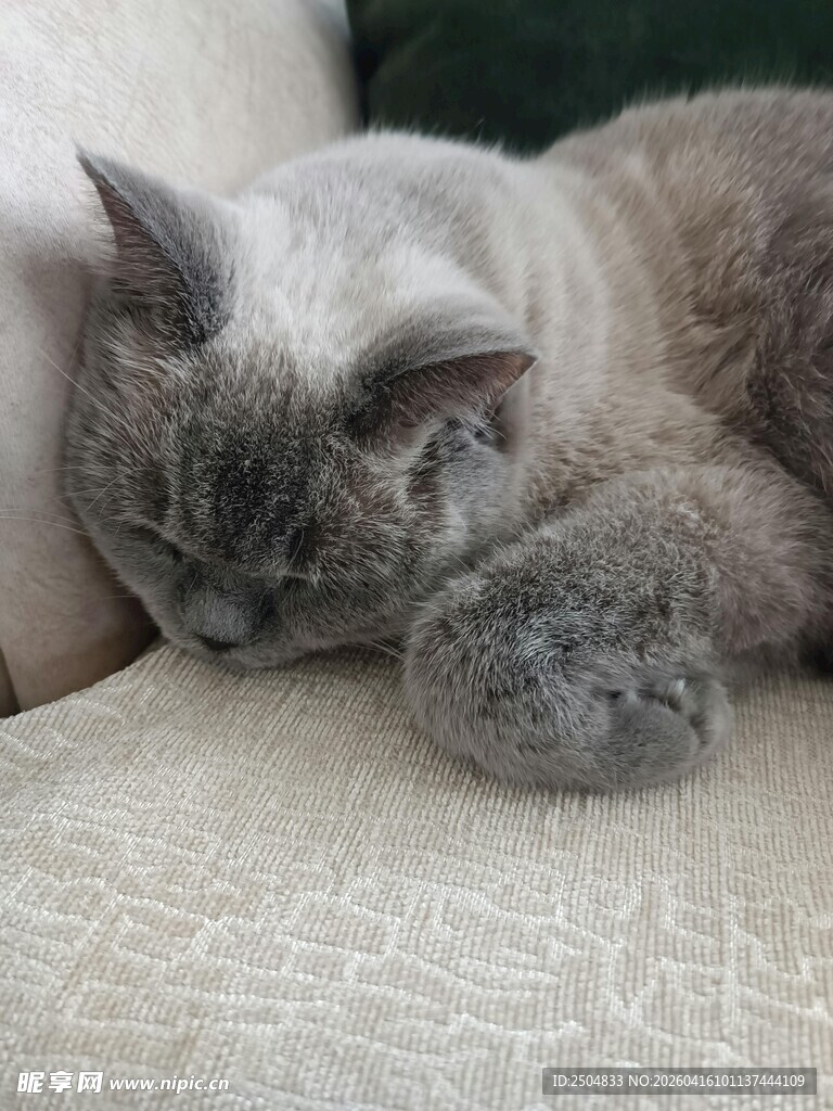 熟睡的猫咪
